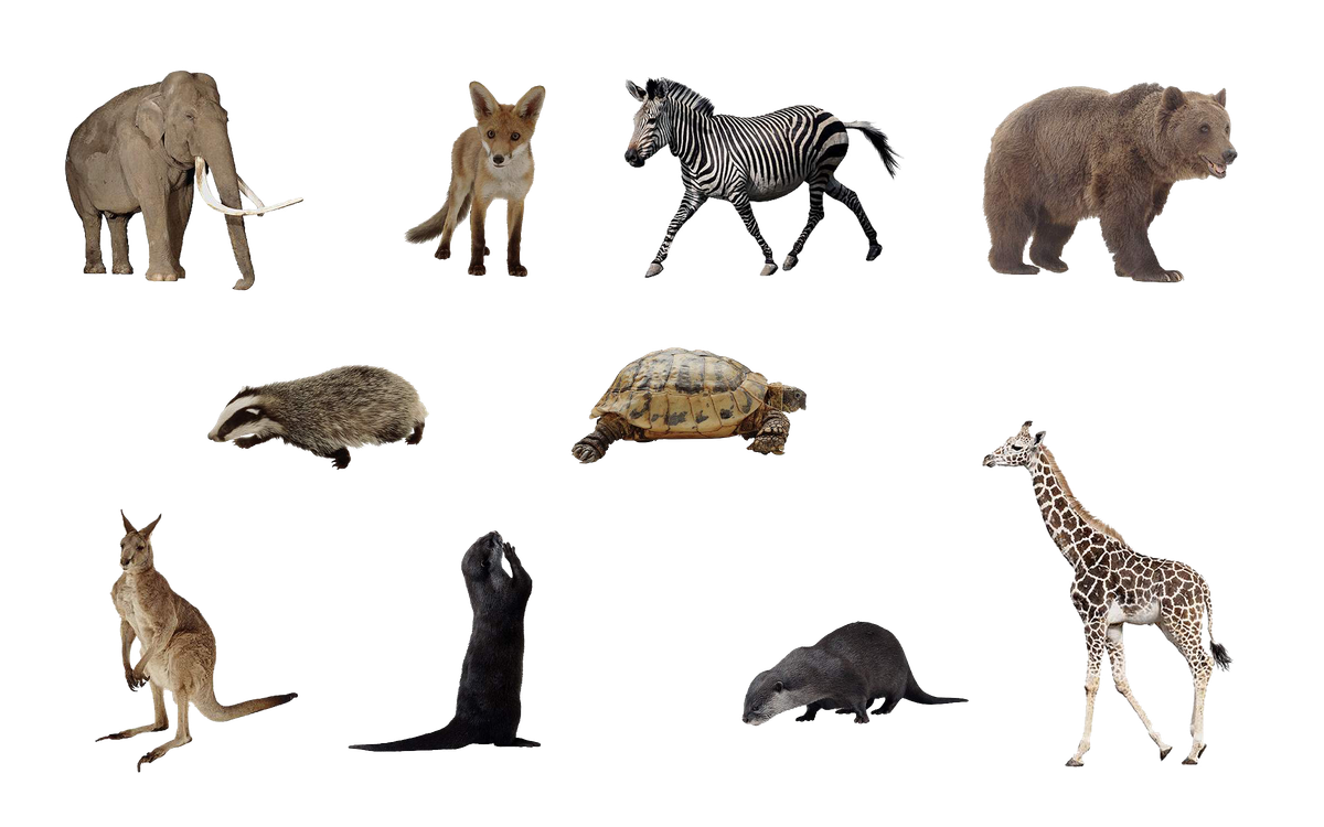 Animals, not people