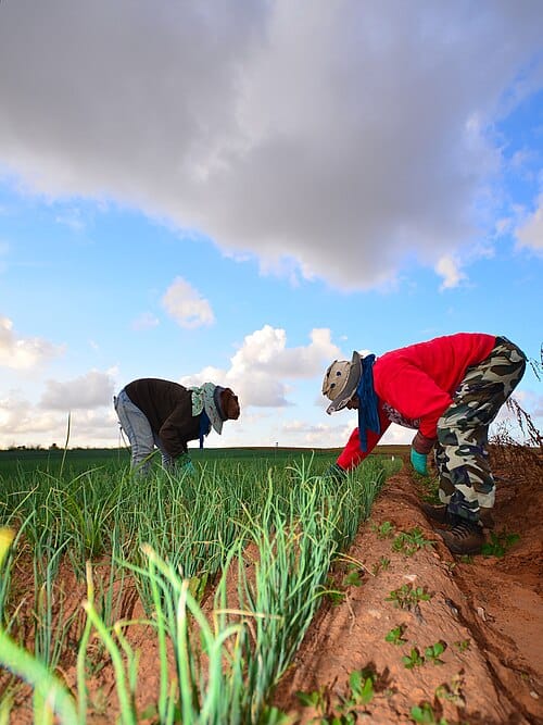 Farmers:  We Need Access to Workers