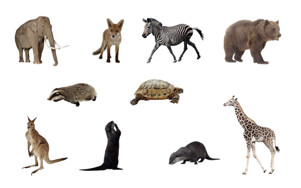 Animals, not people