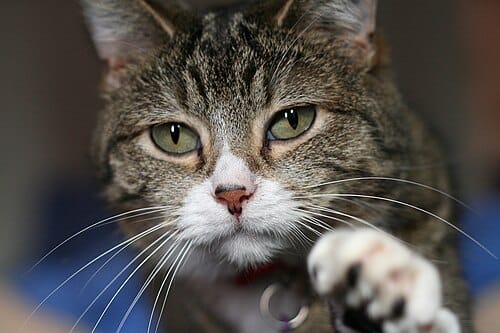 A Sign of the Times:  "New Orleans neighbors continue to care for pets abandoned during immigration crackdown"